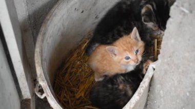 Meksika, zencefil ve gri çizgili mavi gözlü kedi yavrusu kameraya bakıyor. Bir çiftlikteki pipetin içindeki üç sevimli kedi yavrusu.
