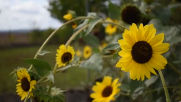 Beautiful Sunflower Swaying Wind Summer Helianthus Annuus — Stock Video