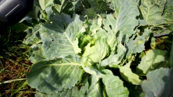Natural Cabbage Treatment Spraying Natural Mixture Foliage Repel Caterpillars Worms — Vídeo de stock