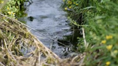 İlkbaharda çimenlerle ve sarı çiçeklerle dolu kenarlarıyla güçlü bir şekilde akan dere.