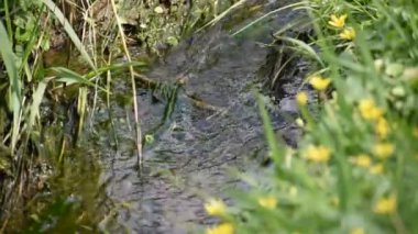 İlkbaharda çimenlerle ve sarı çiçeklerle dolu kenarlarıyla güçlü bir şekilde akan dere.