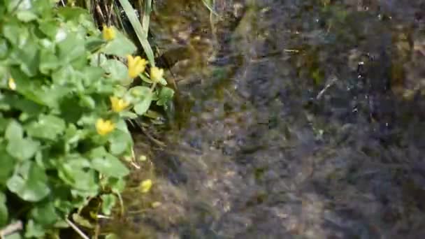 Fluxo Que Flui Vigorosamente Com Bordas Cheias Gramíneas Flores Amarelas — Vídeo de Stock