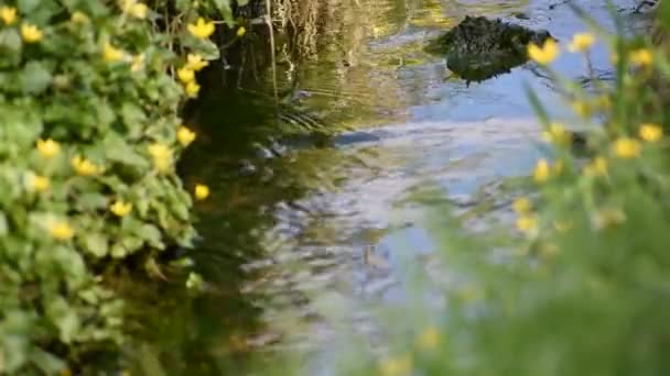 Lkbaharda Çimenlerle Sarı Çiçeklerle Dolu Kenarlarıyla Güçlü Bir Şekilde Akan — Stok video