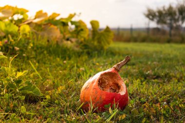 Sonbaharda bahçede bir hayvan tarafından yenilen kırmızı kuri kabağı, tohumlar görünüyor, guguk kuşu