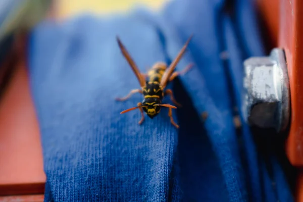Wasp Alone Blue Fabric Outdoors Morning — Stock Photo, Image