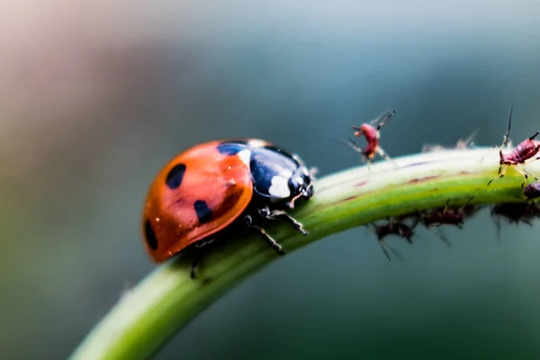Kumbang Kecil Pada Tanaman Dengan Kutu Daun Taman — Stok Foto