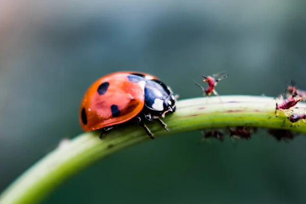 Ladybug Plant Aphids Garden — Stock Photo, Image