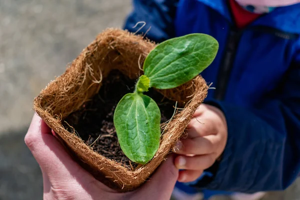 Bebeğin elleri kabak filizini biodal tencerede tutuyor, motor becerileri gelişiyor, dış aktiviteler var.