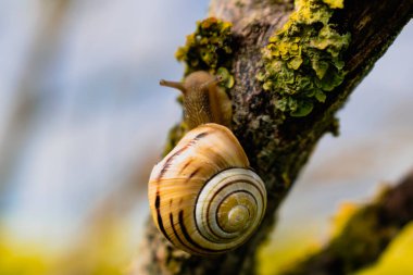 Şirin sarı ve kahverengi salyangoz ağaç dalında sürünüyor, cepaea nemoralis