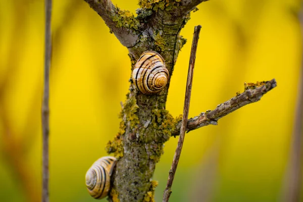 Şirin Sarı Kahverengi Salyangoz Bir Ağaç Dalına Tutunuyor Cepaea Nemoralis — Stok fotoğraf