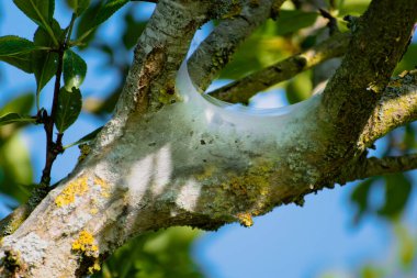 Bir meyve ağacında görülen tırtıl yuvası, muhtemelen uşak güvesi, malakosoma neustria, lepidoptera