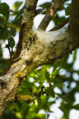 Bir meyve ağacında görülen tırtıl yuvası, muhtemelen uşak güvesi, malakosoma neustria, lepidoptera