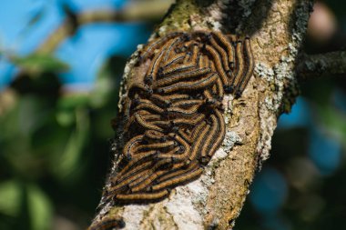 Bir meyve ağacında görülen tırtıllar, muhtemelen uşak güvesi, malakosoma neustria, lepidoptera