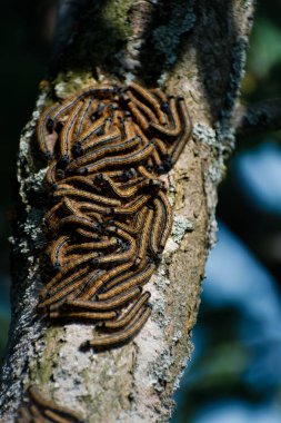 Bir meyve ağacında görülen tırtıllar, muhtemelen uşak güvesi, malakosoma neustria, lepidoptera