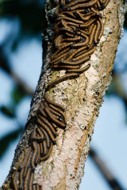 Bir meyve ağacında görülen tırtıllar, muhtemelen uşak güvesi, malakosoma neustria, lepidoptera