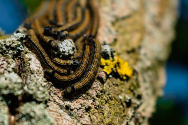 Bir meyve ağacında görülen tırtıllar, muhtemelen uşak güvesi, malakosoma neustria, lepidoptera