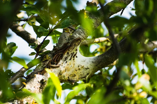 Bir meyve ağacında görülen tırtıl yuvası, muhtemelen uşak güvesi, malakosoma neustria, lepidoptera