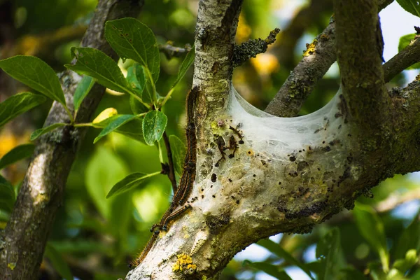 Bir meyve ağacında görülen tırtıl yuvası, muhtemelen uşak güvesi, malakosoma neustria, lepidoptera