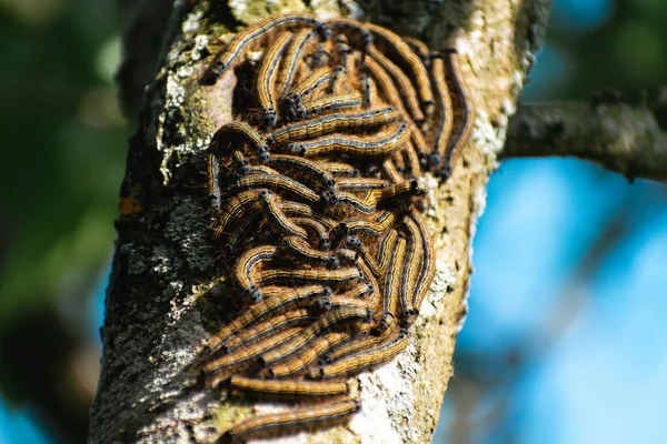 Raupen Einem Obstbaum Möglicherweise Der Nachtfalter Malacosoma Neustria Lepidoptera — Stockfoto
