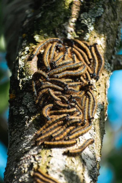 Raupen Einem Obstbaum Möglicherweise Der Nachtfalter Malacosoma Neustria Lepidoptera — Stockfoto