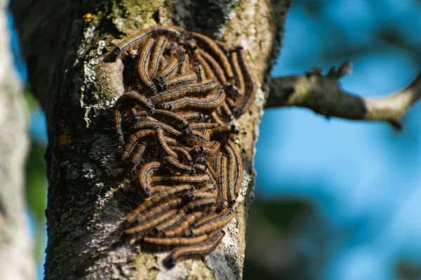 Gąsienice Widziane Drzewie Owocowym Prawdopodobnie Lackey Ćma Malakosoma Neustria Lepidoptera — Zdjęcie stockowe