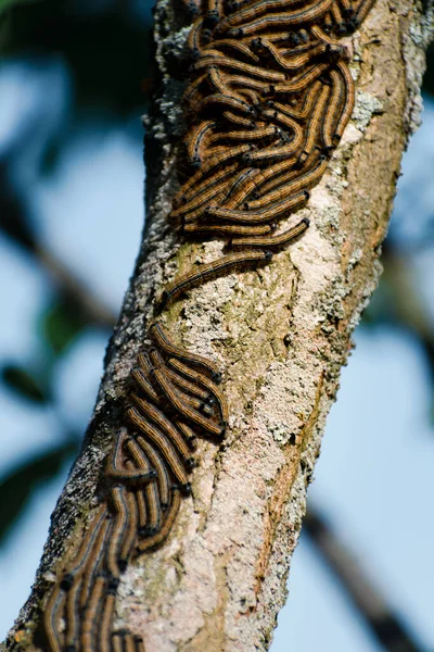 Гусеницы Видны Фруктовом Дереве Возможно Лакей Моль Malacosoma Neustria Lepidoptera — стоковое фото