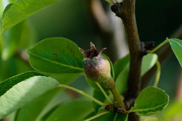 在果园里的一棵年轻的杨柳梨树上长着小小的梨子子房 花朵刚刚变成了果实 红豆杉 — 图库照片