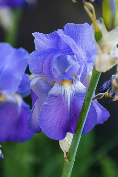 Piękny Niebieski Fioletowy Kwiat Tęczówki Wiosną Latem — Zdjęcie stockowe