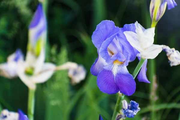 Bellissimo Fiore Iris Blu Viola Primavera Estate — Foto Stock