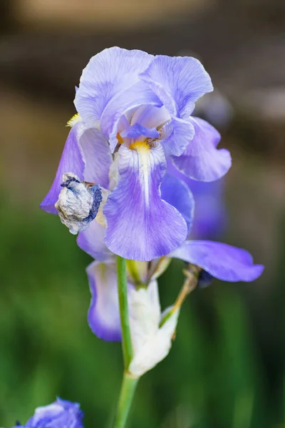 Mooie Blauwe Paarse Irisbloem Het Voorjaar Zomer — Stockfoto
