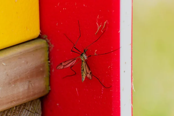 Mug Rustend Schaduw Buiten Diptera Culicidae — Stockfoto