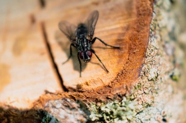 Kesik bir dalda dinlenen sinekler, musca domestica