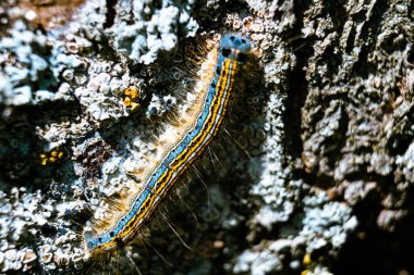 Bir meyve ağacında görülen tırtıl, muhtemelen uşak güvesi, malakosoma neustria, lepidoptera
