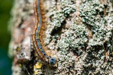 Bir meyve ağacında görülen tırtıl, muhtemelen uşak güvesi, malakosoma neustria, lepidoptera