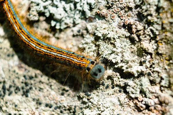 Caterpillar Sett Ett Fruktträd Möjligen Lakej Mal Malakosom Neustrien Lepidoptera — Stockfoto