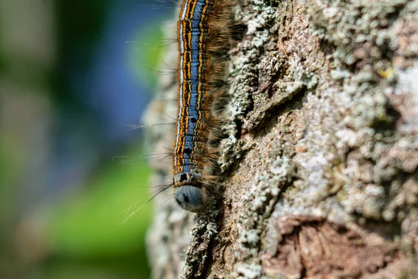 Gąsienica Widziana Drzewie Owocowym Prawdopodobnie Lackey Ćma Malakosoma Neustria Lepidoptera — Zdjęcie stockowe