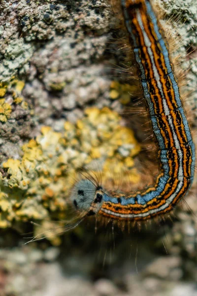Raupe Obstbaum Evtl Nachtfalter Malacosoma Neustria Lepidoptera — Stockfoto