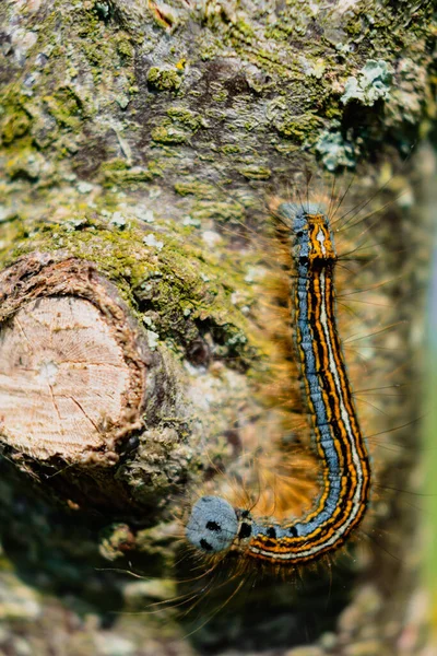 Gąsienica Widziana Drzewie Owocowym Prawdopodobnie Lackey Ćma Malakosoma Neustria Lepidoptera — Zdjęcie stockowe