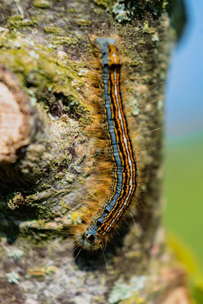 Rups Gezien Een Fruitboom Mogelijk Lakeymot Malacosoma Neustria Lepidoptera — Stockfoto