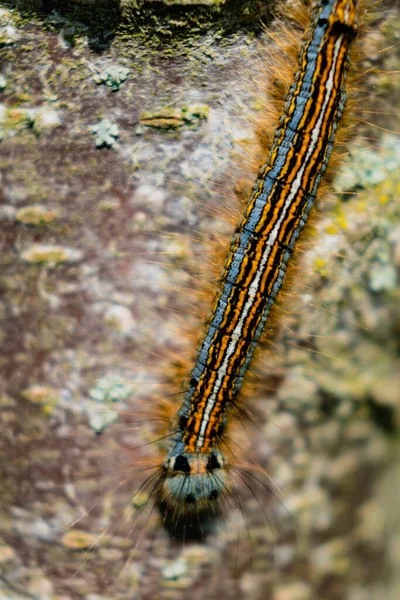 Oruga Vista Árbol Frutal Posiblemente Polilla Lacustre Malacosoma Neustria Lepidoptera — Foto de Stock