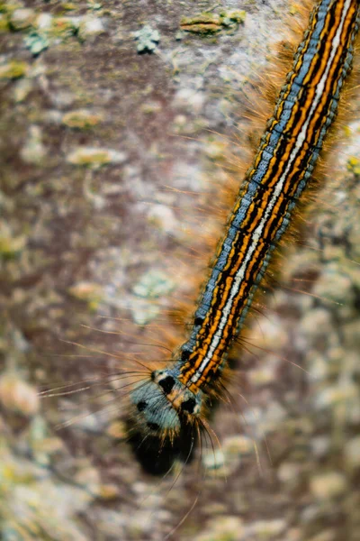Caterpillar Seen Fruit Tree Possibly Lackey Moth Malacosoma Neustria Lepidoptera — Stock Photo, Image