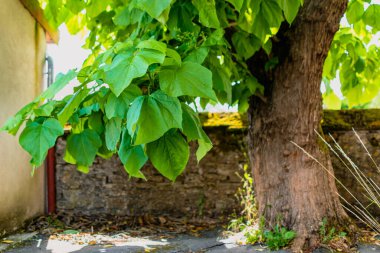 Yapraklı katalpa ağacı, katalpa bignonioides, katalpa speciosa veya puro ağacı