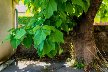Yapraklı katalpa ağacı, katalpa bignonioides, katalpa speciosa veya puro ağacı