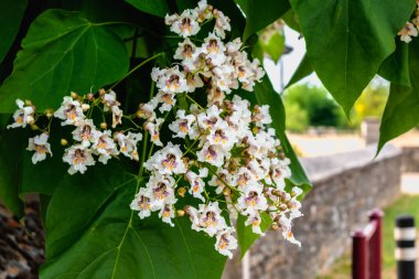 Çiçek ve yapraklı katalpa ağacı, katalpa bignonioides, katalpa speciosa veya puro ağacı