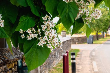 Çiçek ve yapraklı katalpa ağacı, katalpa bignonioides, katalpa speciosa veya puro ağacı