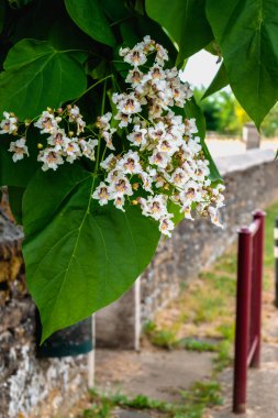 Çiçek ve yapraklı katalpa ağacı, katalpa bignonioides, katalpa speciosa veya puro ağacı