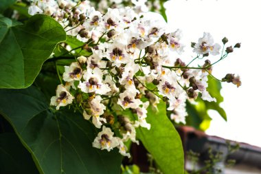 Çiçek ve yapraklı katalpa ağacı, katalpa bignonioides, katalpa speciosa veya puro ağacı