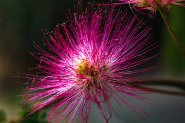 Albizia julibrissin ağacında pembe çiçekler, İran ipeği ağacı, pembe ipek ağacı veya mimoza ağacı, Fabaceae