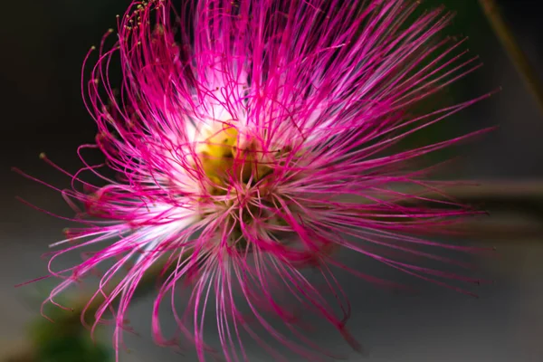 stock image Pink flowers on albizia julibrissin tree, the persian silk tree, pink silk tree or mimosa tree, Fabaceae