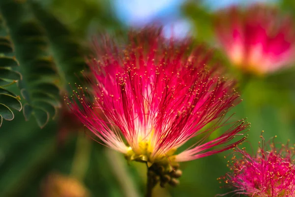 stock image Pink flowers on albizia julibrissin tree, the persian silk tree, pink silk tree or mimosa tree, Fabaceae